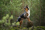 Miniature Australian Shepherd