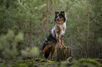 Miniature Australian Shepherd