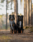 Miniature Australian Shepherds