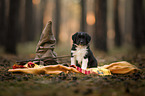 Miniature Australian Shepherd Welpe