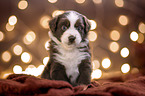 Miniature Australian Shepherd Welpe