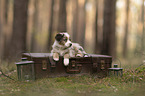 Miniature Australian Shepherd Welpe