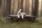 Miniature Australian Shepherd Welpe