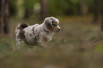 Miniature Australian Shepherd Welpe