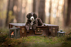 Miniature Australian Shepherd Welpe