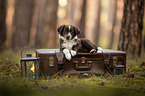 Miniature Australian Shepherd Welpe
