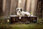 Miniature Australian Shepherd Welpe