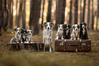 Miniature Australian Shepherds