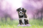 Miniature Australian Shepherd Welpe