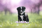 Miniature Australian Shepherd Welpe