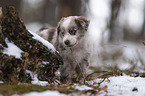 Miniature Australian Shepherd Welpe