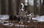 Miniature Australian Shepherds