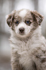 Miniature Australian Shepherd Welpe