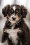 Miniature Australian Shepherd Welpe