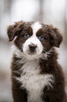 Miniature Australian Shepherd Welpe