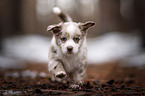 Miniature Australian Shepherd Welpe