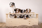 Miniature Australian Shepherd Welpen