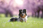 Miniature Australian Shepherd
