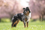 Miniature Australian Shepherd