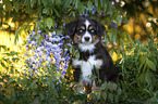 Miniature Australian Shepherd Welpe