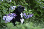 Miniature Australian Shepherd Welpe