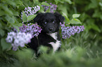 Miniature Australian Shepherd Welpe