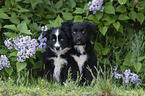 Miniature Australian Shepherd Welpen