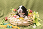 Miniature Australian Shepherd Baby