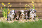 Miniature Australian Shepherd Welpe