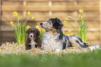 Miniature Australian Shepherd Welpe