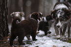 Miniature Australian Shepherd Welpen