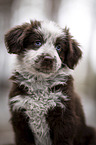 Miniature Australian Shepherd Welpe