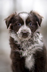 Miniature Australian Shepherd Welpe