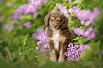 Miniature Australian Shepherd Welpe