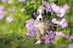 Miniature Australian Shepherd Welpe