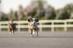 Miniature Australian Shepherd Welpen