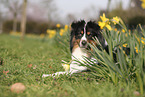 Miniature Australian Shepherd
