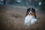 Miniature Australian Shepherd