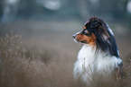 Miniature Australian Shepherd