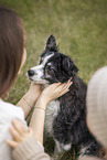 Miniature Australian Shepherd