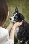 Miniature Australian Shepherd