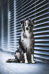 Miniature Australian Shepherd