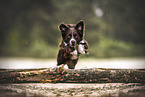 Miniature Australian Shepherd