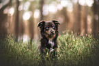 Miniature Australian Shepherd