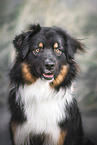 Miniature Australian Shepherd