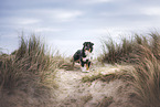 Miniature Australian Shepherd