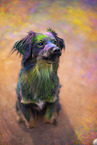 Miniature Australian Shepherd