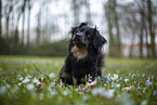 Miniature Australian Shepherd