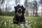Miniature Australian Shepherd