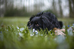 Miniature Australian Shepherd